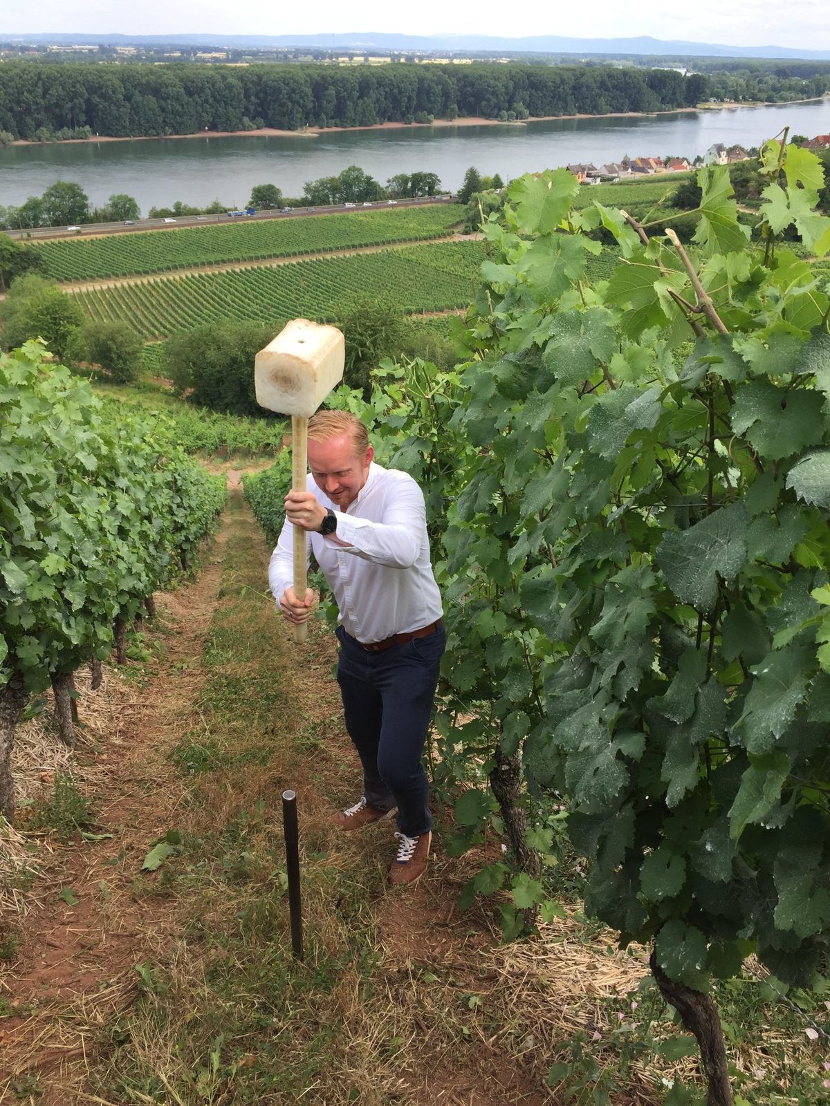 Mit anpacken: Steillage am Rhein