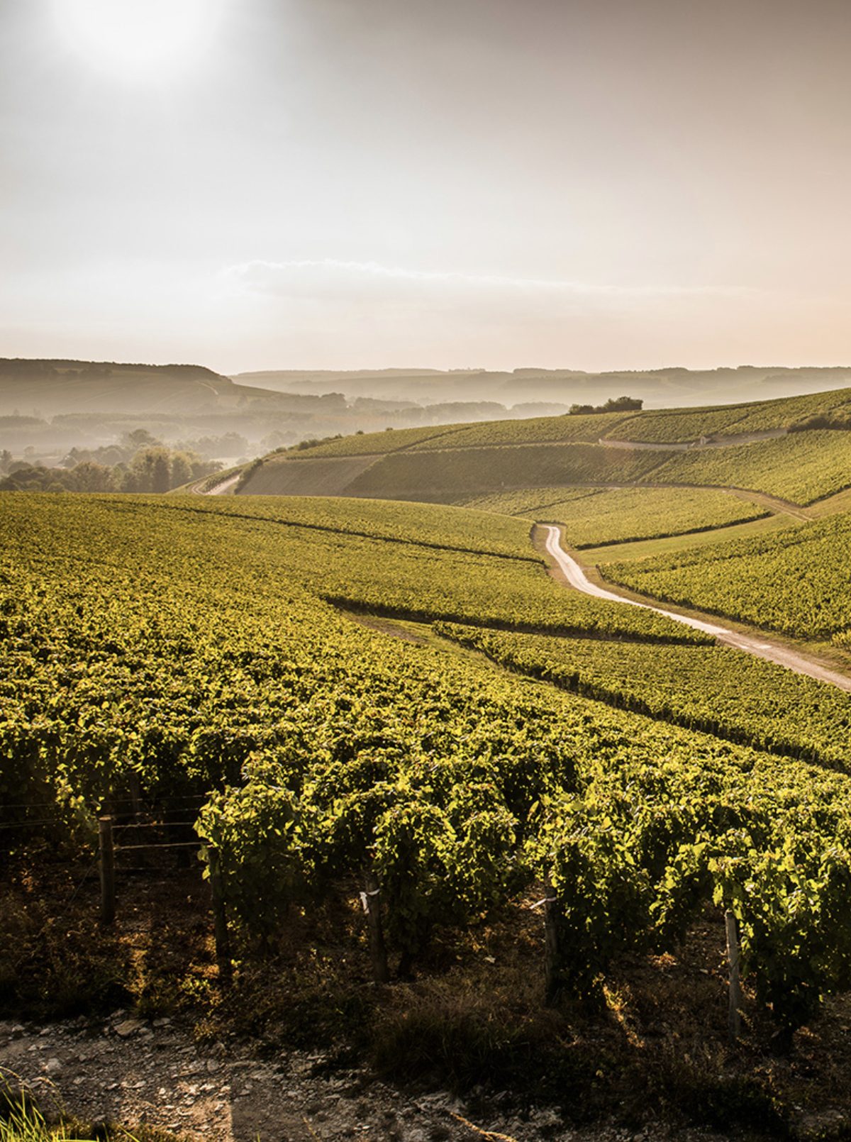 Weinberge im Morgendunst